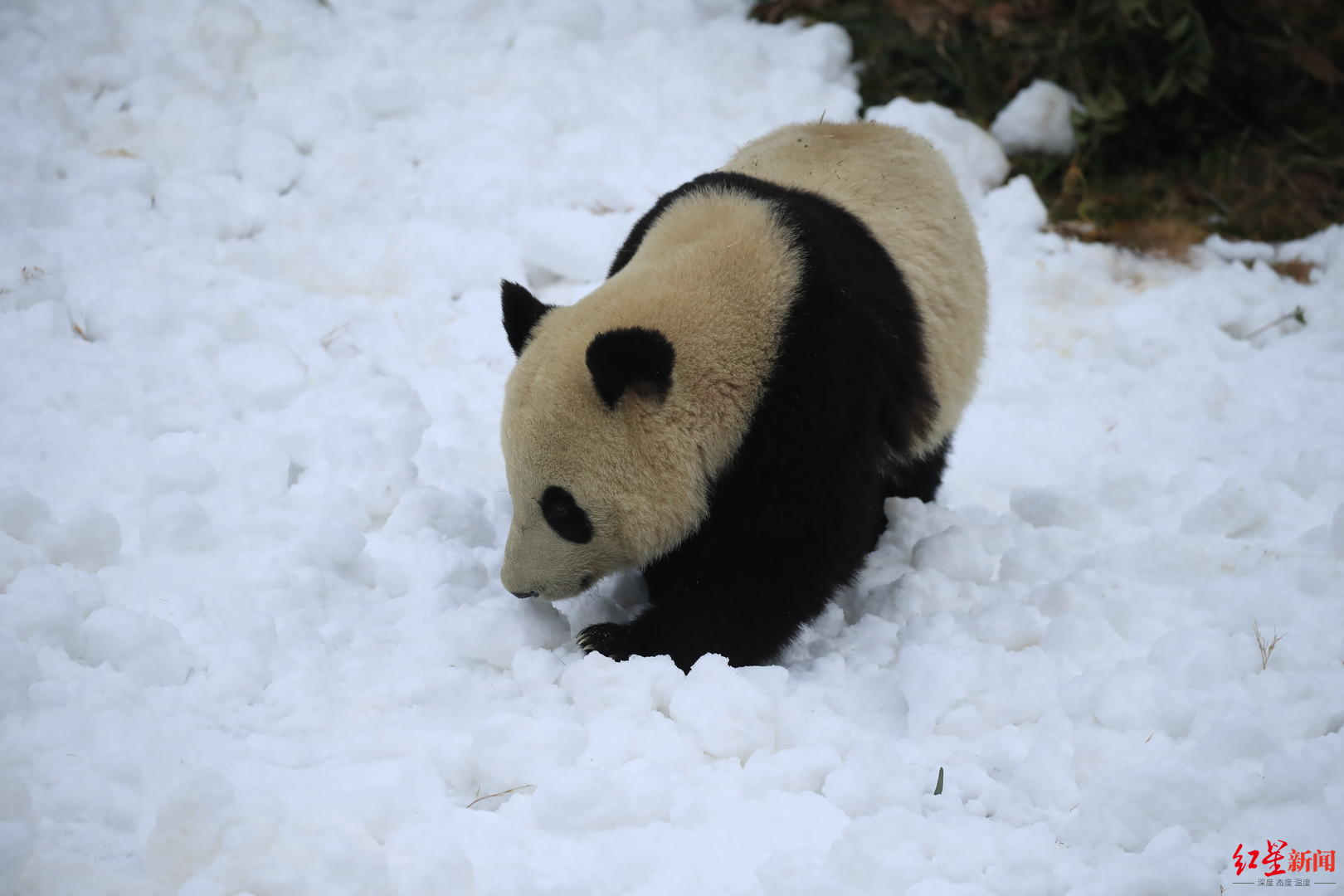 ▲“滚滚”在雪地里撒欢