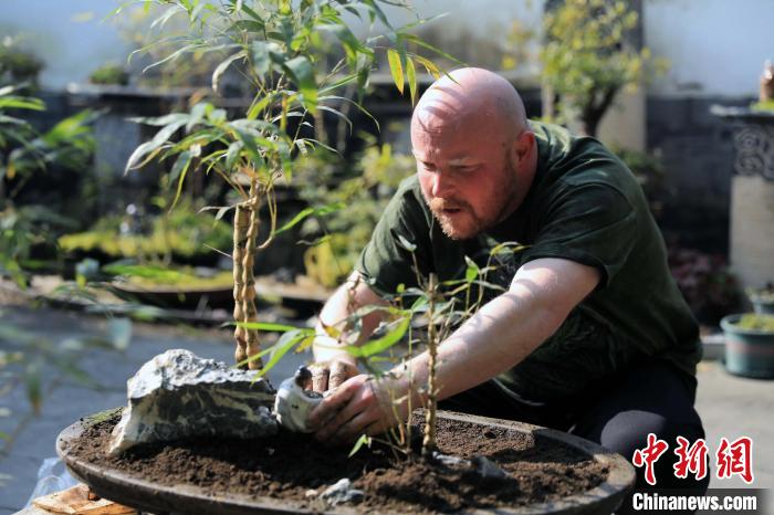 　　查德正忙着照料亲手制作的竹类盆景。　王磊 摄
