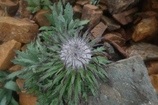 槲叶雪兔子(saussurea quercifolia).图片来源:魏周睿