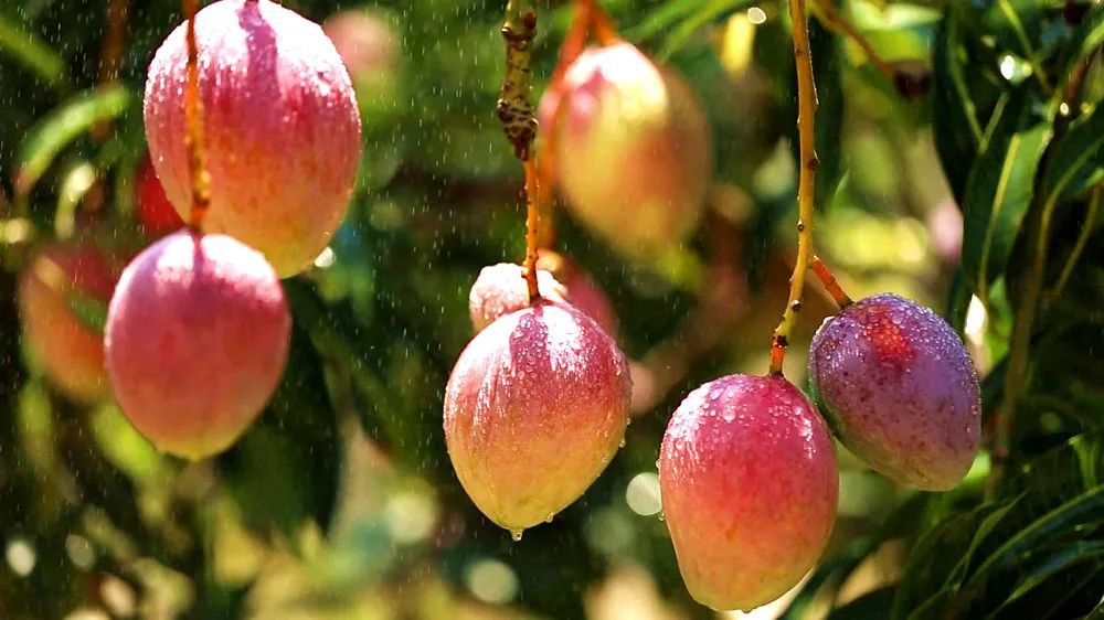 图为:丽江市华坪县有机晚熟芒果(华坪县融媒体中心供图)