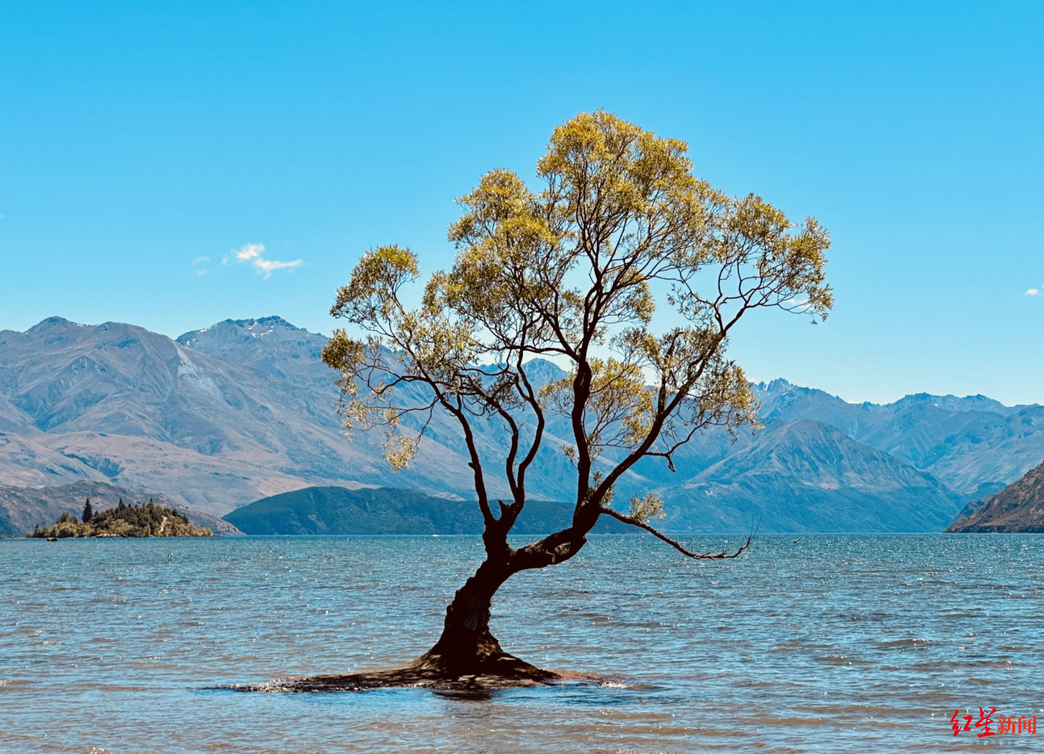 ↑新西兰知名景点“孤独的树”。受访者供图
