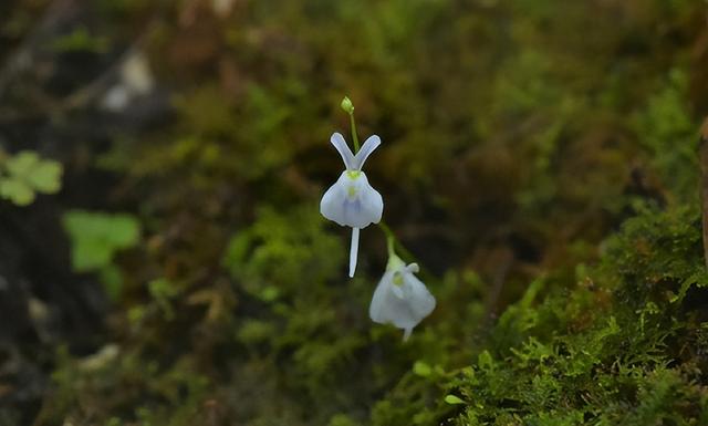 小白兔狸藻(utricularia sandersonii).图片来源:魏周睿