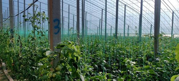 图为山东寿光东斟灌村农户的彩椒种植大棚。记者 陈国峰 摄
