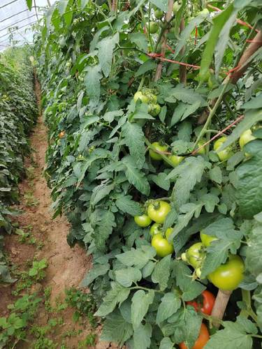 图为保靖玉昆蔬菜专业合作社的西红柿种植大棚。保靖玉昆蔬菜专业合作社供图