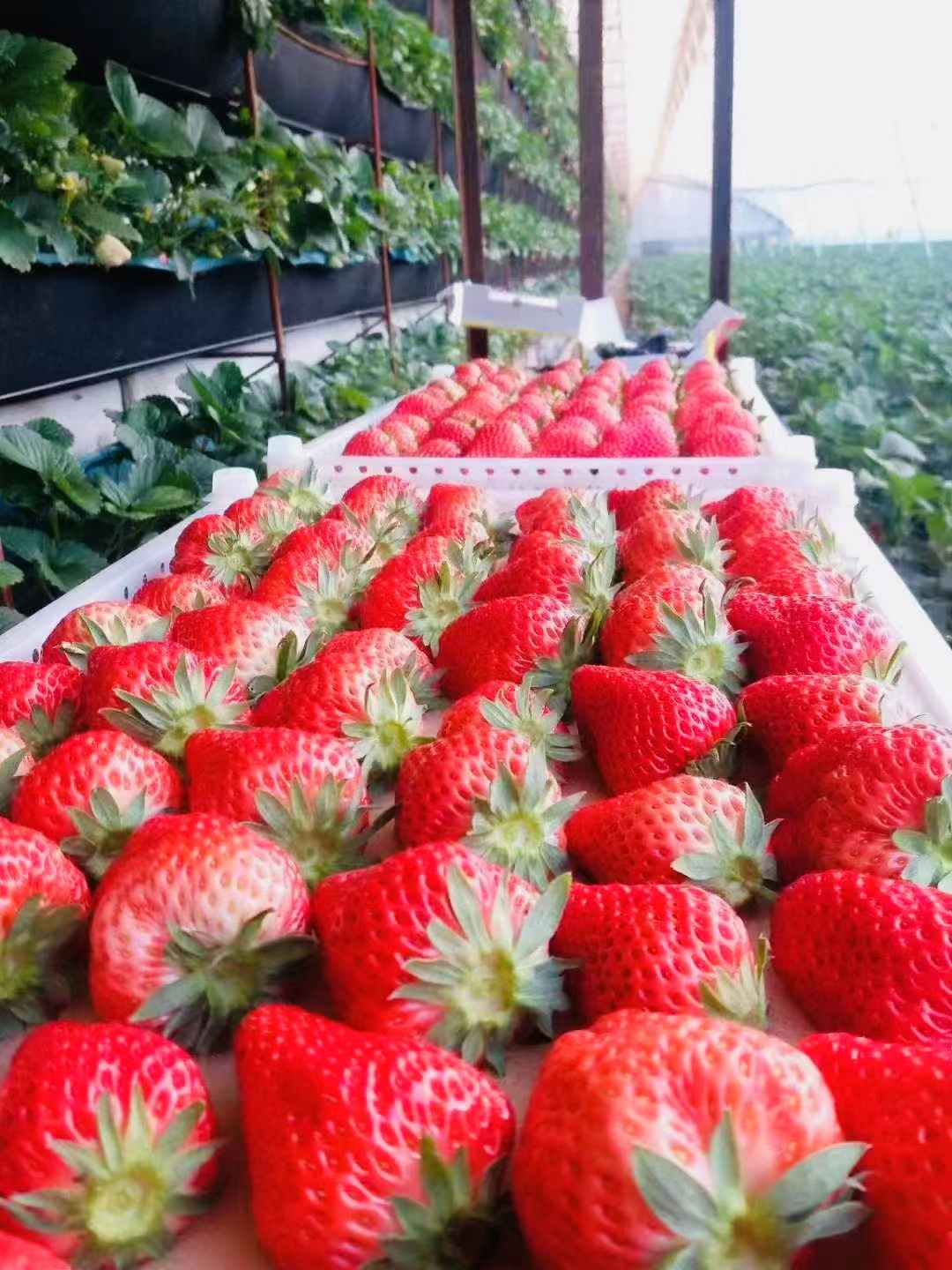 新春走基层 | 丹东草莓上热搜:一颗小草莓的大能量