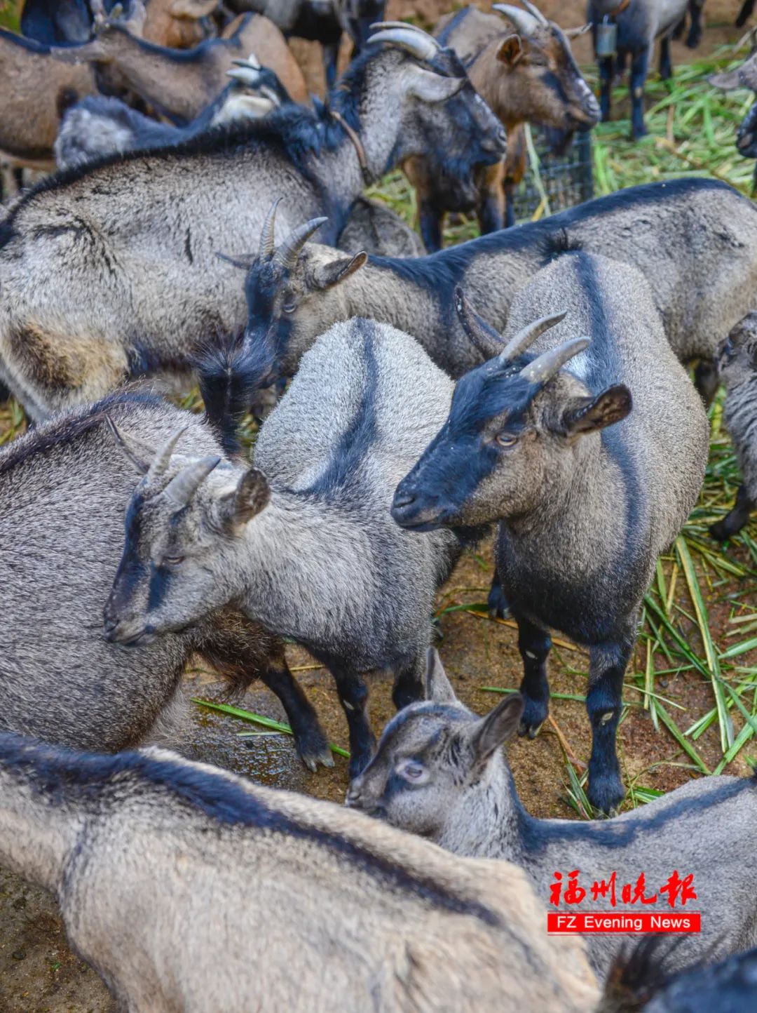 靠着一群羊福州这里出名了