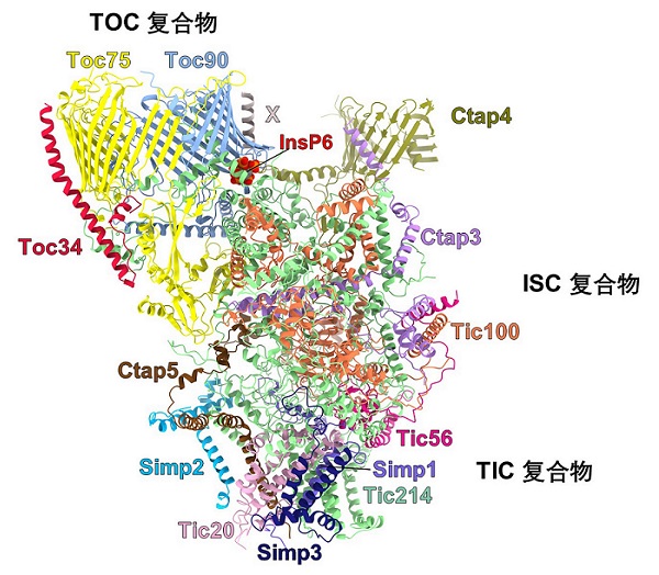 图2.TOC-TIC超复合体中各蛋白亚基的定位和组装。