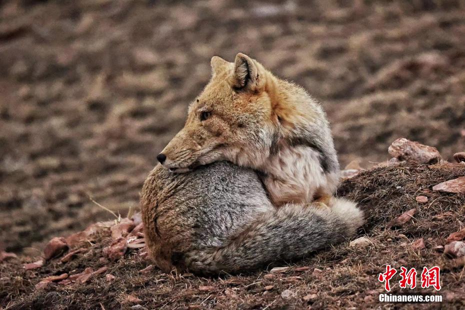 图为藏狐头和身体一般大。白日丁布江才摄