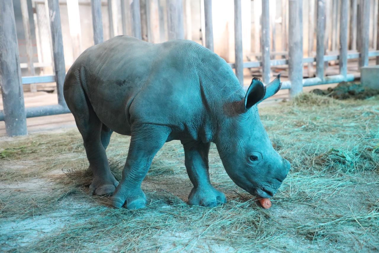 秦岭野生动物园可爱的小犀牛出生一个多月了|西安市_新浪财经_新浪网
