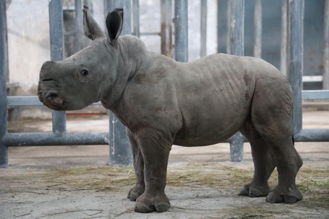 秦岭野生动物园可爱的小犀牛出生一个多月了|西安市_新浪财经_新浪网