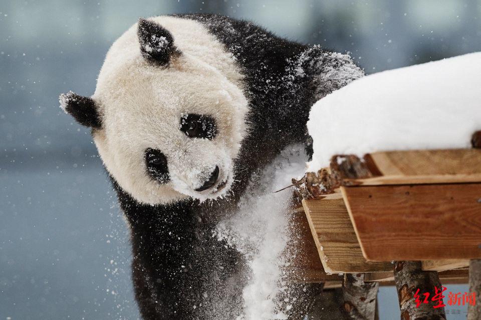 ↑2018年2月17日，芬兰艾赫泰里动物园，“金宝宝”在玩雪