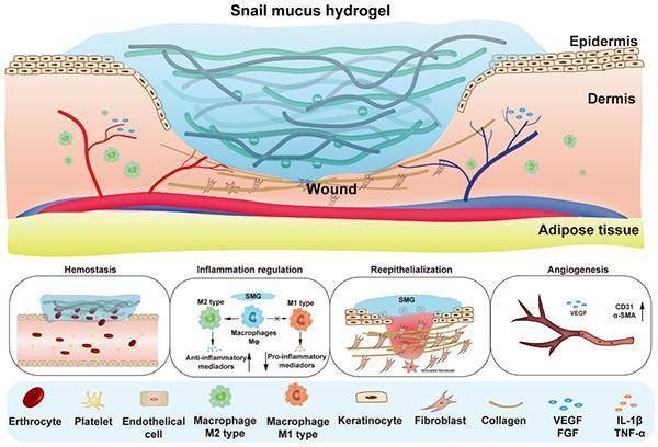 该天然粘合剂d-smg促进急性皮肤损伤以及糖尿病慢性伤口愈合,效果优于