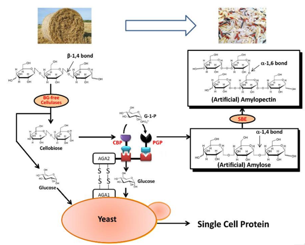 秸秆转化为淀粉和微生物蛋白的新方法示意图