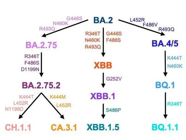 ↑奥密克戎亚种BA.2及其变体（图片来源：红星新闻）