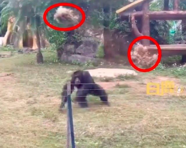 南宁网红猩猩扔石块砸伤游客