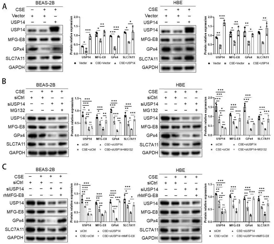 图2：USP14/MFG-E8 轴参与 CSE 诱导的 BEAS-2B 细胞和 HBE 细胞铁死亡