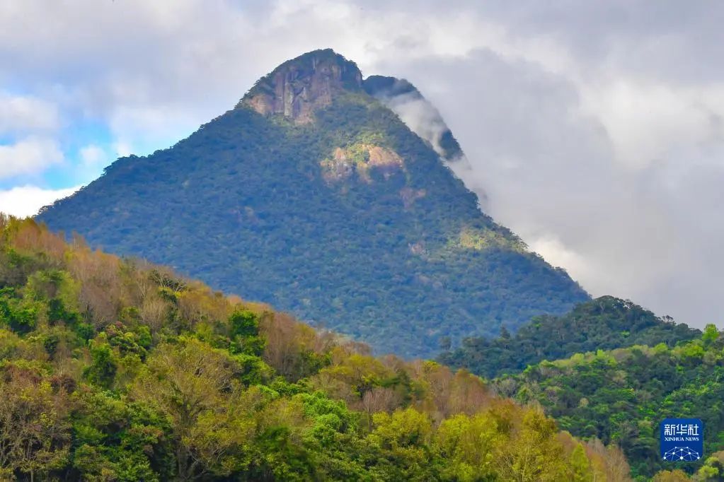 1月26日拍摄的海南热带雨林国家公园五指山主峰。新华社记者 蒲晓旭 摄