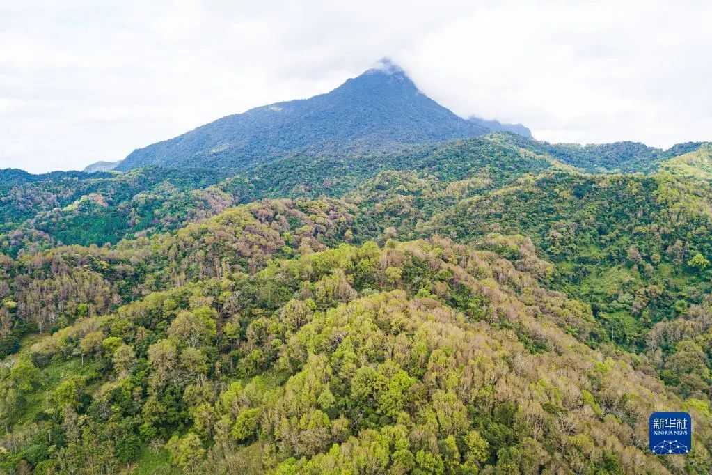 1月26日拍摄的海南热带雨林国家公园五指山片区景色（无人机照片）。新华社记者 蒲晓旭 摄
