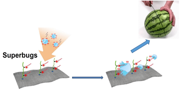阳离子抗菌单体接枝改性棉布抗菌机理示意图。图片来源于网络