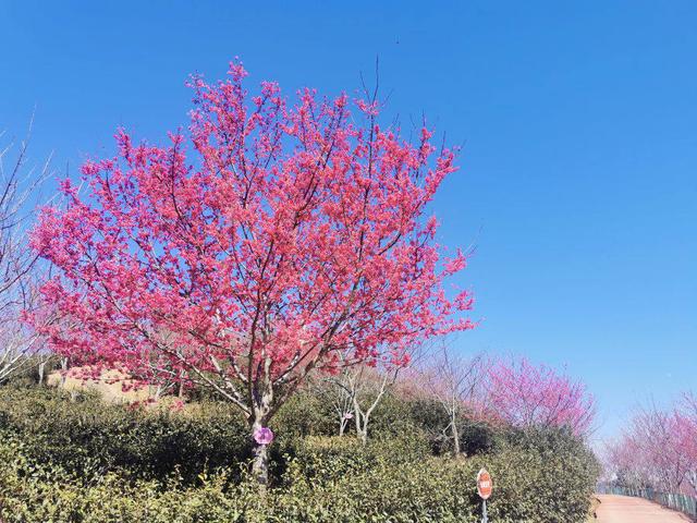 新春走基层|赏楼赏花赏南靖|樱花_新浪财经_新浪网