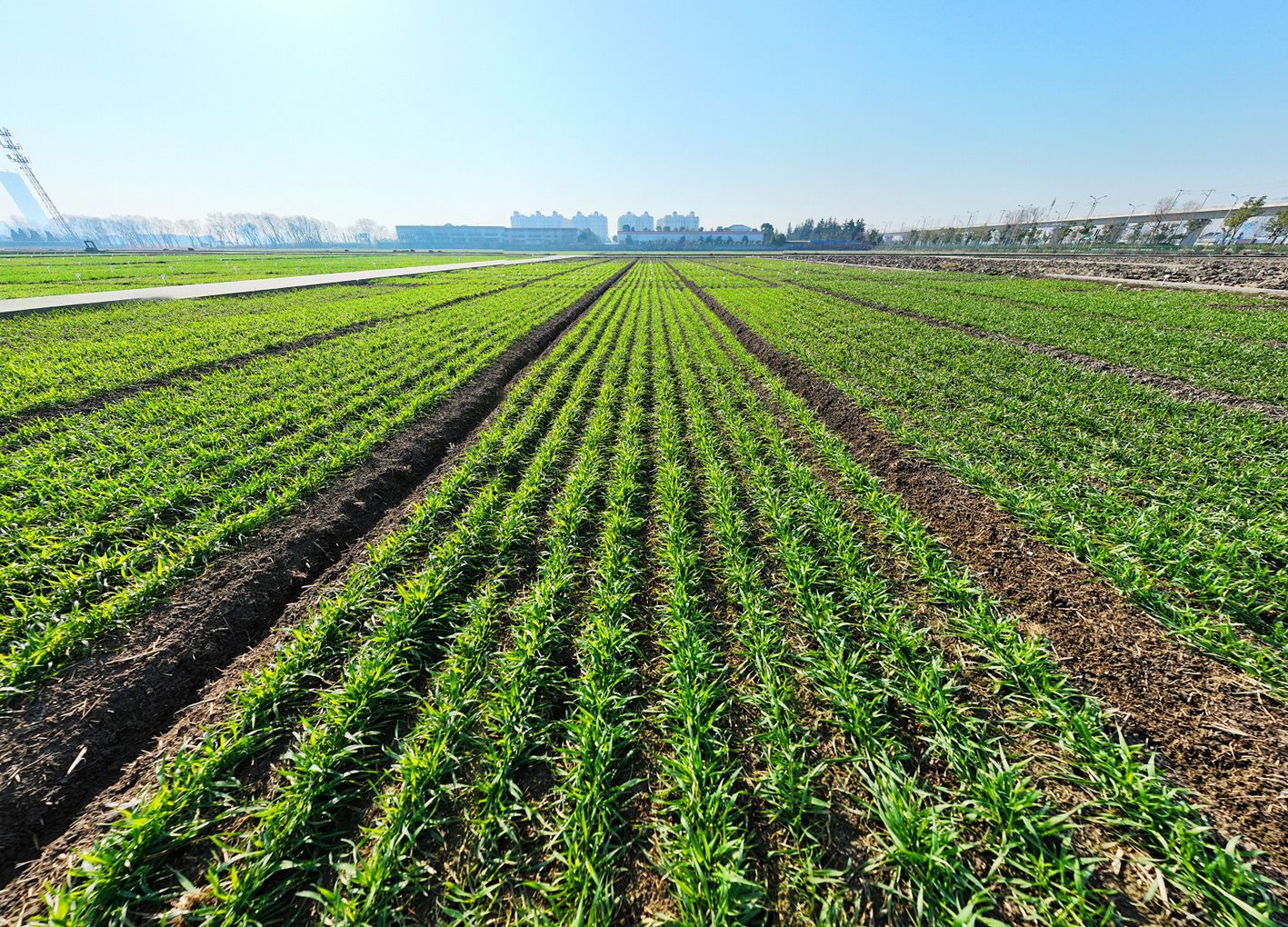 江苏里下河地区农科所麦田进入返青期,长势良好.孟德龙 摄