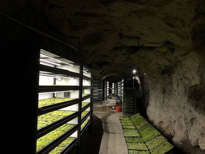 毛垟的一处苔藓种植基地，由天然山洞改造而来，图片：记者拍摄