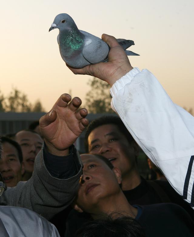 西安举办500公里国际信鸽比赛。 资料图/视觉中国