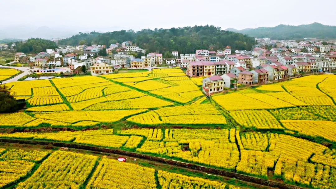 茶陵县秩堂镇油菜花海.株洲发布记者/胡俊 摄