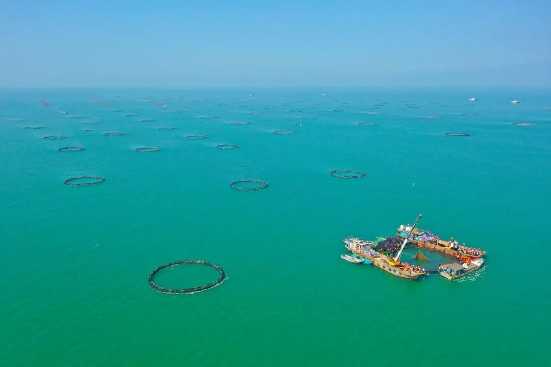 最强大脑齐聚湛江,为"海洋牧场"谋划大事……|湛江市_新浪财经_新浪网