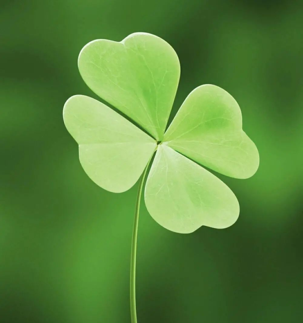 四叶草也叫幸运草,花语是幸福.