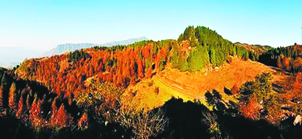 金佛山山王坪(图片源自网络)