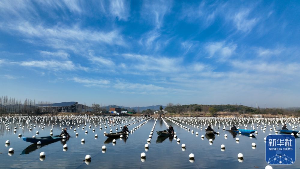 1月31日,在德清县洛舍镇一处珍珠生态养殖基地,珍珠养殖户在对珍珠蚌