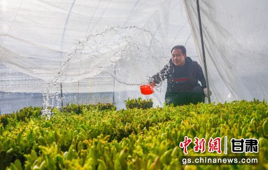 成县馨园蔬菜种植家庭农场负责人史永龙对水培的乌龙头进行管护。 陈昉昉 摄