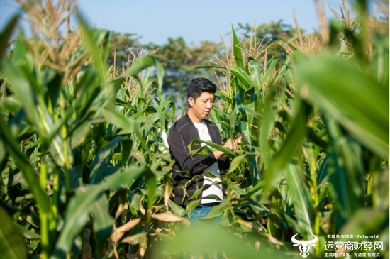 返乡创业的李杨景现在负责管理烨丽农业承包的400多亩小花糯玉米种植基地。