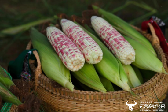 “小花糯苞谷”的淀粉、蛋白质、脂肪、维生素等营养元素含量远高于普通玉米
