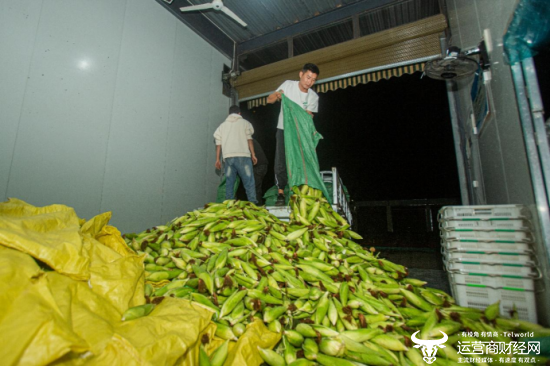 早上七点多，基地把采摘的玉米送到加工厂，工人剥去玉米苞叶，然后分拣