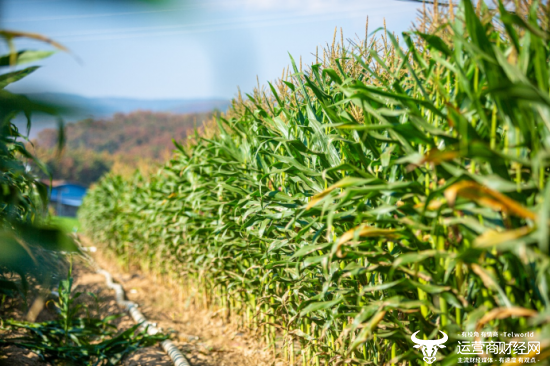 在熊杰夫妇的悉心照料下，他们玉米地的在旱季的亩产相较于周边其他农户的平均亩产量要高50~80%