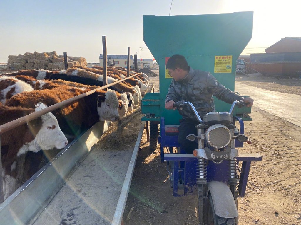 辛潮开着自动撒料车，出料口对着牛的食槽，草料就自动加在食槽里了。新京报记者 乔迟 摄