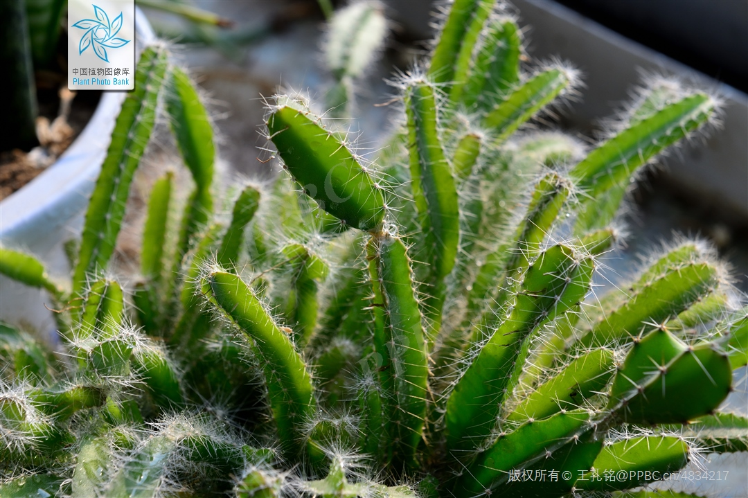 火龙果小盆栽(图片来源:中国植物图像库)