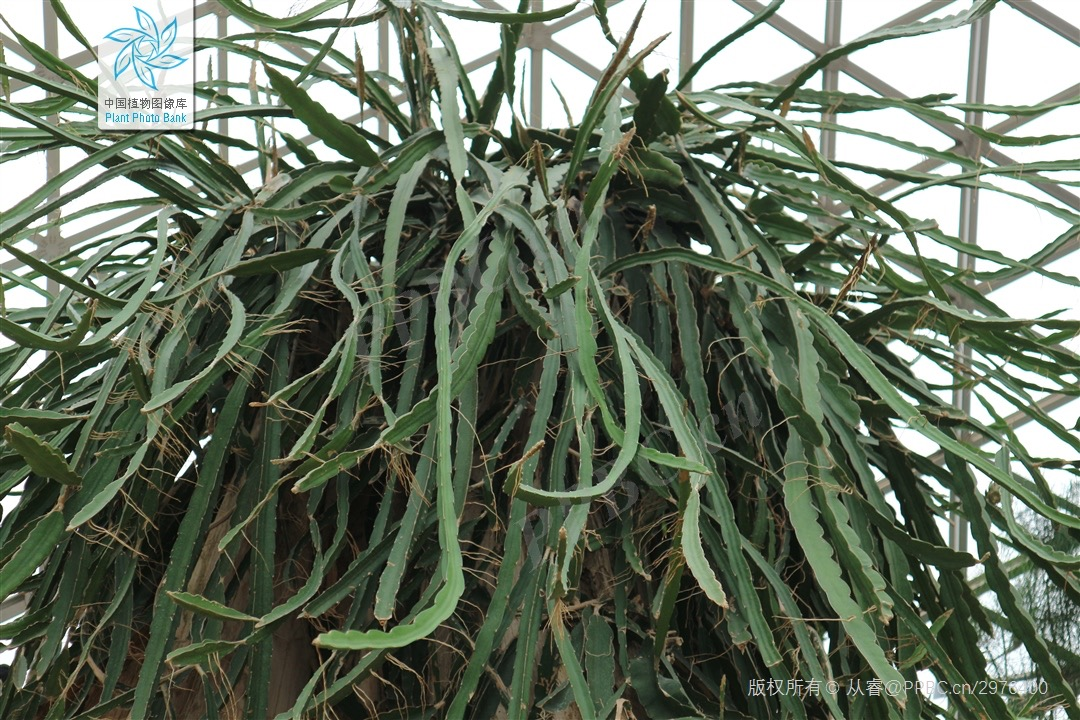 量天尺为什么能量天丨芳草萋萋