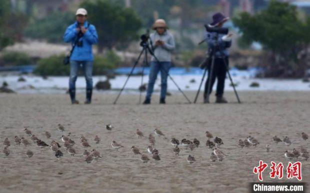 2023海南越冬水鸟调查。　调查队供图