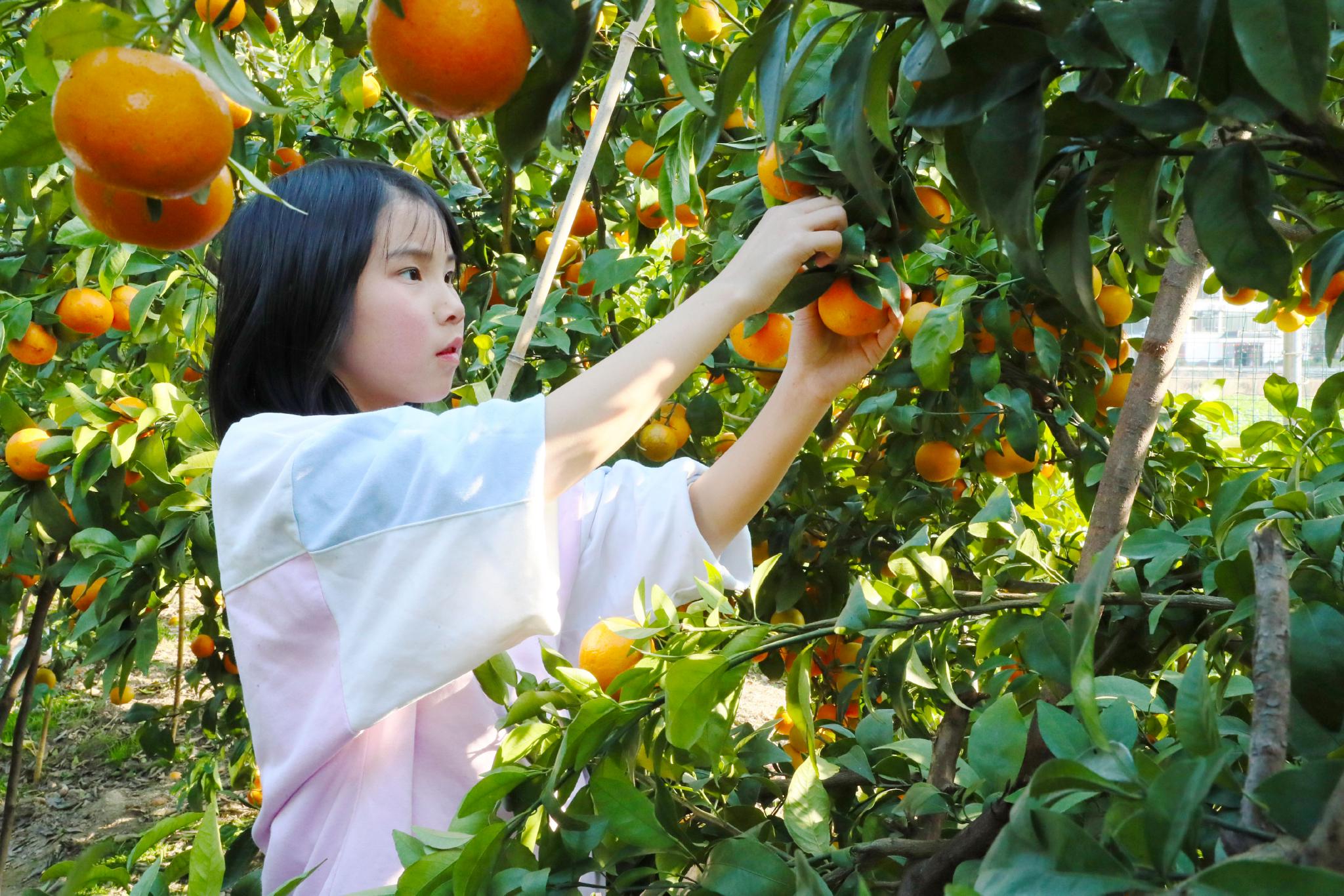 湖南省永州市新田县中山街道岗上村,市民带着孩子在采摘沃柑.