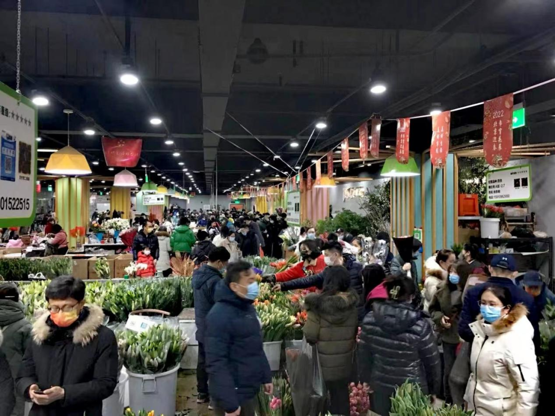 蝴蝶兰单株价超40元 ,商家卖断货,探秘北京年宵花市场