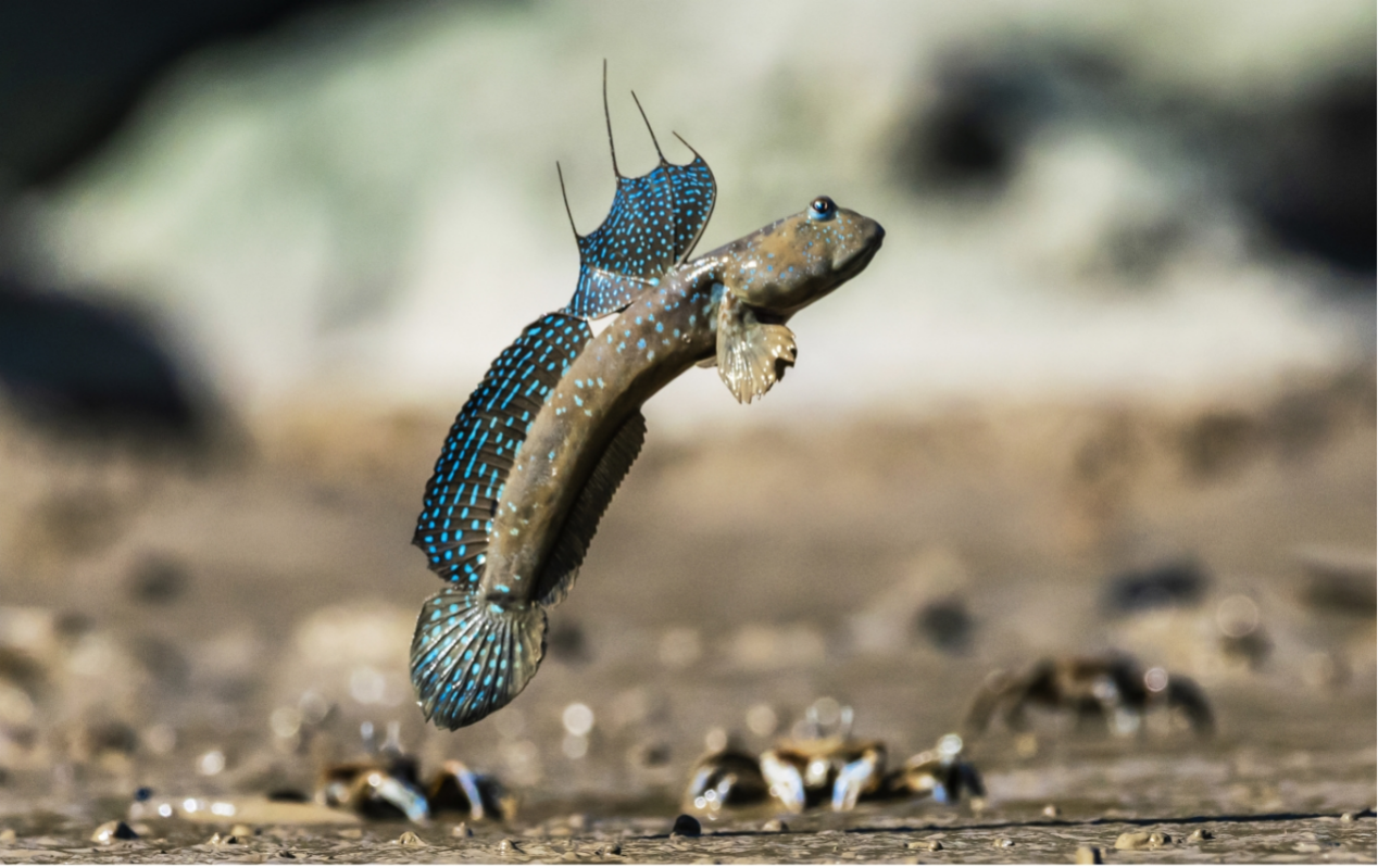 弹涂鱼(图源:深圳市规划和自然资源局)