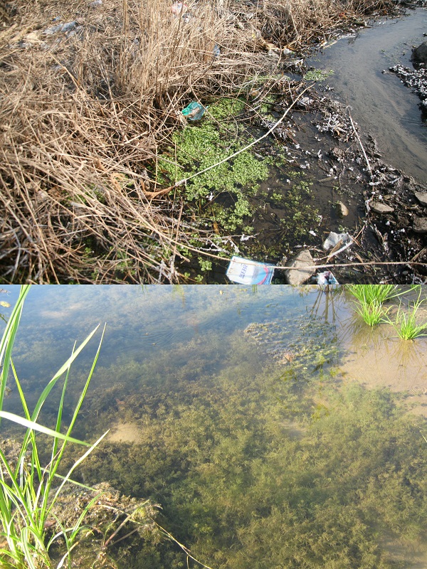 水质恢复对比(中国林业科学研究院生态保护与修复研究所张曼胤 供图)