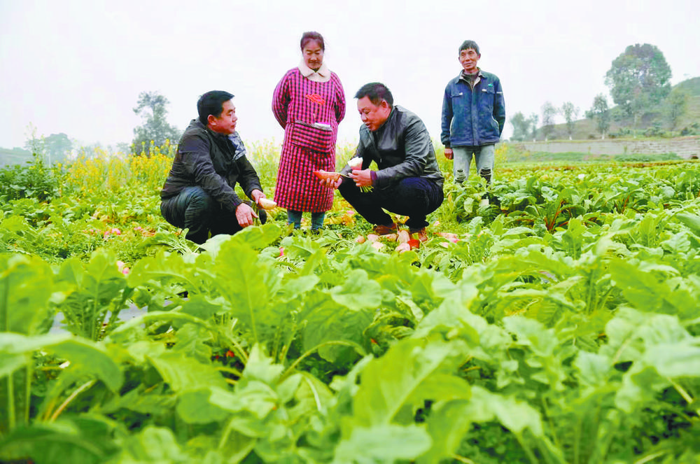 2023年2月1日，重庆市农科院，农业专家在试验田里查看新品种长势。
