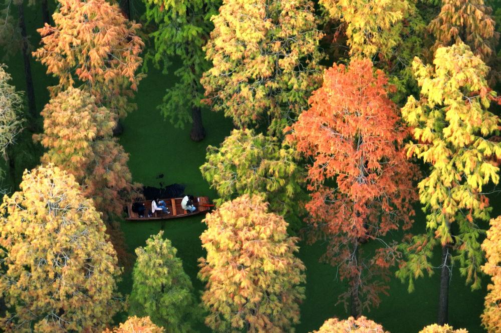 游客在位于江苏省扬州市江都区邵伯镇的渌洋湖湿地公园的水上森林乘船