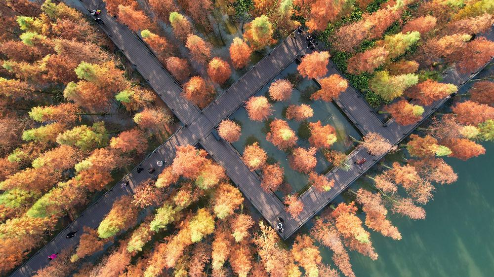 2022年11月26日,游客在贵州省遵义市播州区播州湿地公园的水杉林中