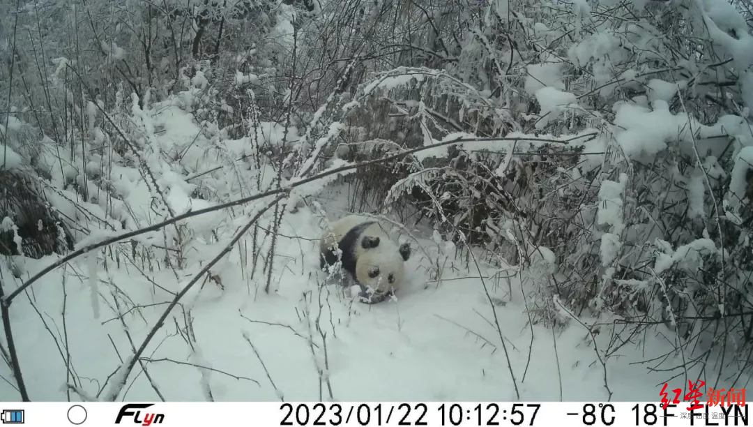 烂金龙4号红外相机大熊猫活动记录