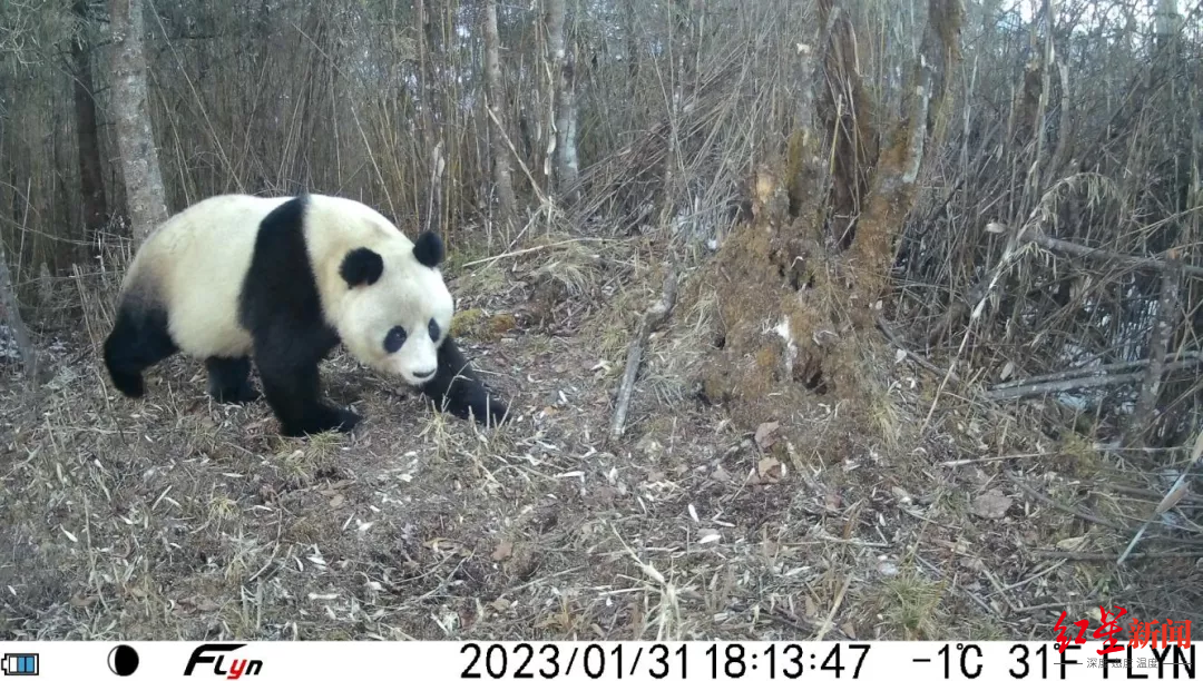 金矿梁子9号红外相机大熊猫活动记录